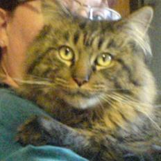 Maine Coon Chester solgt