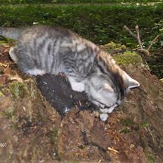 Blanding af racer Yankie