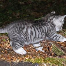 Blanding af racer Yankie