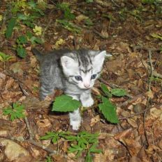 Blanding af racer Yankie