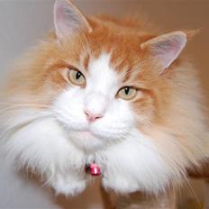 Maine Coon Durango