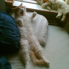Maine Coon Durango