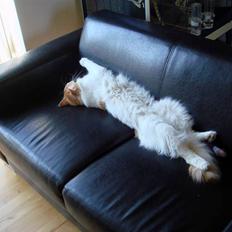 Maine Coon Durango