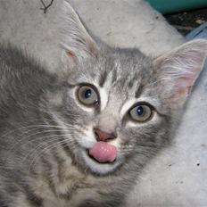 Blanding af racer My