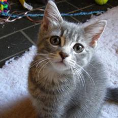 Blanding af racer My