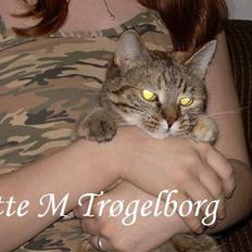 Blanding af racer Foxy *tidligere*
