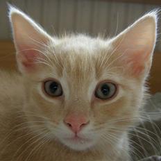 Blanding af racer Cleo