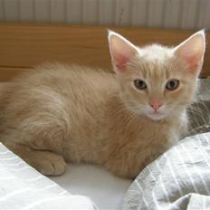 Blanding af racer Cleo