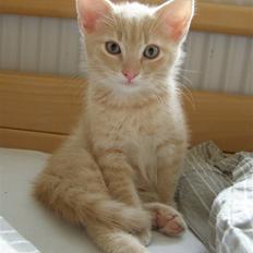 Blanding af racer Cleo