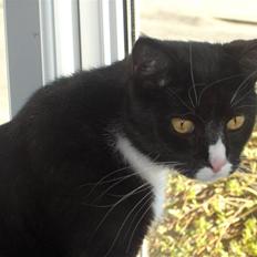 Blanding af racer Maine Coon mix *Burgermis