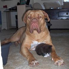 Blanding af racer Maine Coon mix *Burgermis