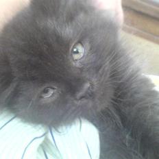 Blanding af racer Cæsar