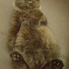 Blanding af racer Cæsar