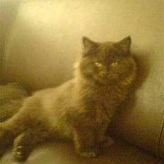 Blanding af racer Cæsar