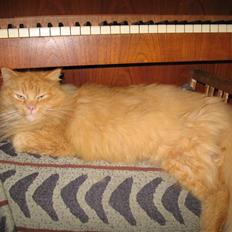 Blanding af racer Johnny