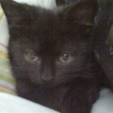 Blanding af racer Cleo