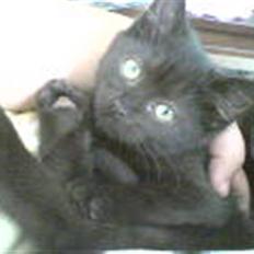 Blanding af racer Cleo