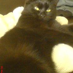 Blanding af racer Cleo