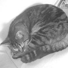 Blanding af racer sille 