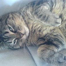 Blanding af racer sille 