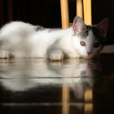 Blanding af racer Idefik