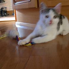 Blanding af racer Idefik