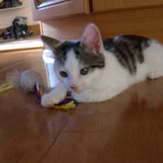 Blanding af racer Idefik