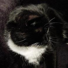 Blanding af racer Mennis