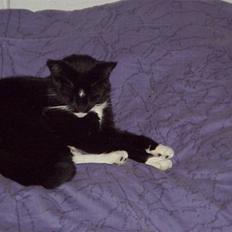 Blanding af racer Mennis