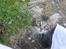 Maine Coon Coon (solgt)