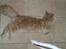 Maine Coon Freddie - Nyder livet midt på køkkengulvet.. 6 mdr