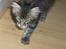 Maine Coon Coon (solgt)