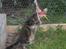 Maine Coon Coon (solgt)