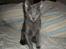 Russian Blue Lucky Luke - En træt lille Lucky, der lige er vågnet.