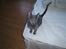 Russian Blue Lucky Luke - På sengekanten...