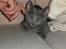 Russian Blue Lucky Luke - Man er vel kat...