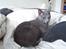 Russian Blue Lucky Luke - sov godt skat<3
