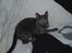 Russian Blue Lucky Luke - putte gris igen igen:D