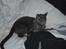 Russian Blue Lucky Luke - <3<3Lucky<3<3