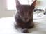 Russian Blue Lucky Luke - han har leget hele aften, så han er godt træt:D