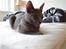 Russian Blue Lucky Luke - sov godt bebz<3