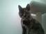 Huskat Darling - :)