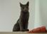 Russian Blue Lucky Luke -  Hersker over skabet :)