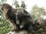 Maine Coon Bebee Bobtail † -  - Se den også fra siden - Det er kun mig, der har sådan en