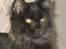 Maine Coon Bebee Bobtail † -  - Mit hovede er der ikke noget i vejen med