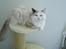 Ragdoll Bella