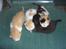 Blanding af racer Katten i haven (Missemor) - juni 2007