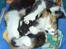 Blanding af racer Katten i haven (Missemor) - juni 2007