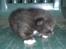 Blanding af racer Katten i haven (Missemor) - juni 2007