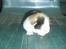 Blanding af racer Katten i haven (Missemor) - juni 2007